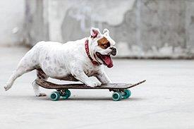 Cão a andar de skate