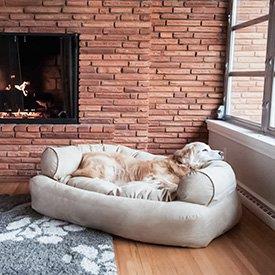 Cão no sofã