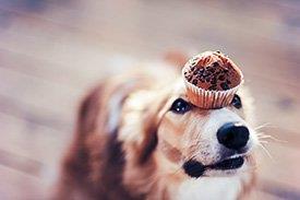 Cão com um muffin no focinho