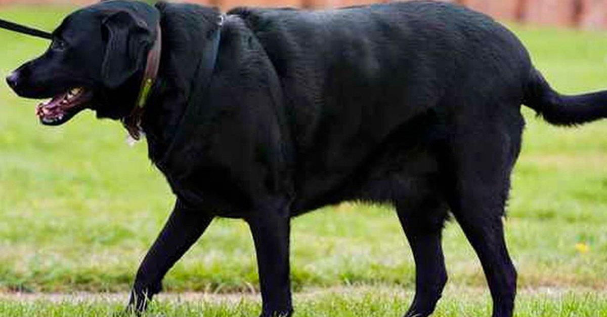 Mutação genética  pode explicar obesidade em Labradores