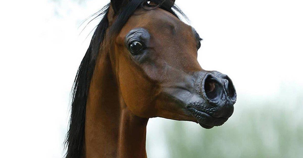 Polémica na reprodução animal: Cavalos parecem desenhos-animados