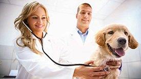 Cão no veterinario