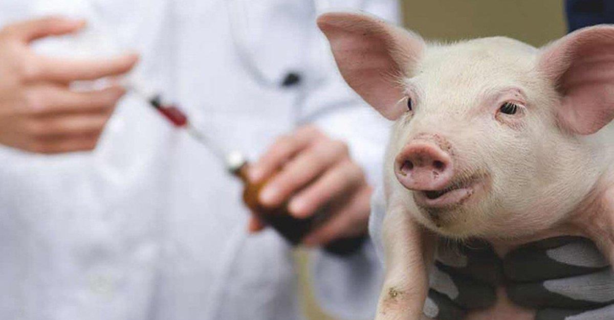 OMS pede fim de antibióticos na produção animal