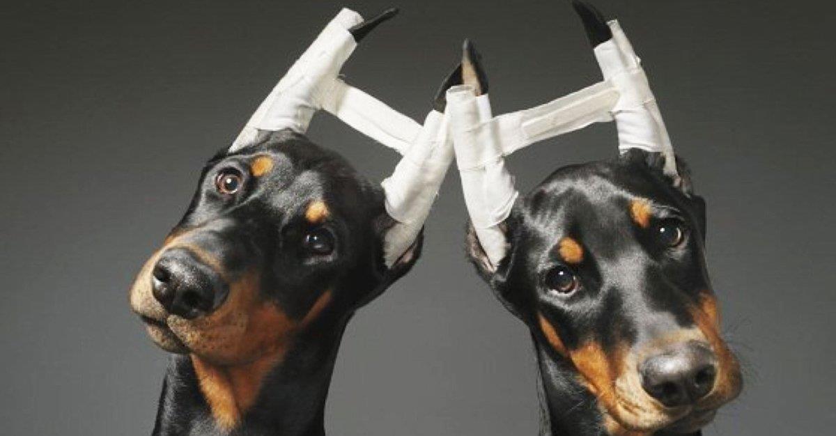 Corte de cauda e orelhas em animais de companhia oficialmente proibido em Espanha