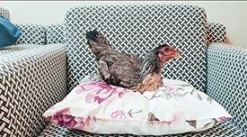 galinha-no-sofa