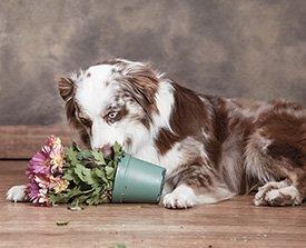 Cão e vaso-planta