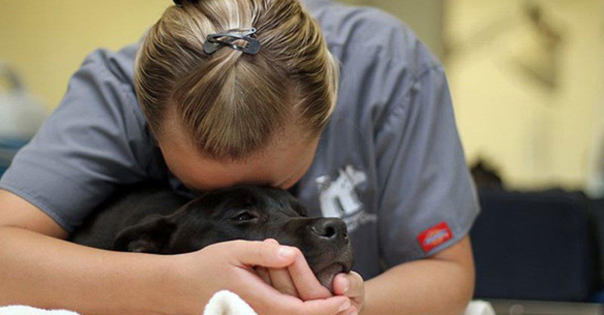 Suicídio de médicas veterinárias volta a chamar atenções para burnout na profissão