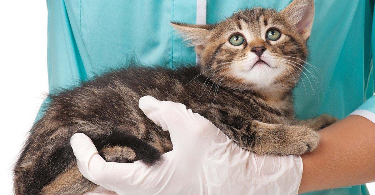 Gatos podem ajudar a encontrar tratamento para o HIV