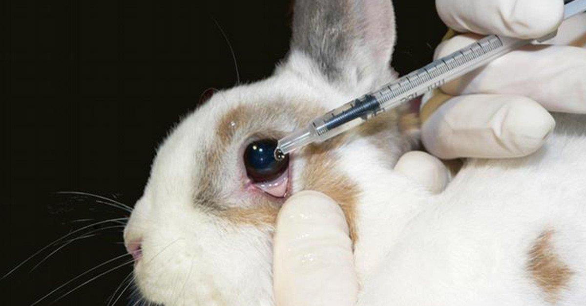 Parlamento Europeu proíbe testes em animais na Indústria Cosmética