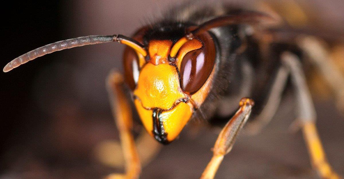 UTAD integra projeto de controlo da vespa asiática
