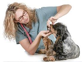 Veterinária examina dentes do cão