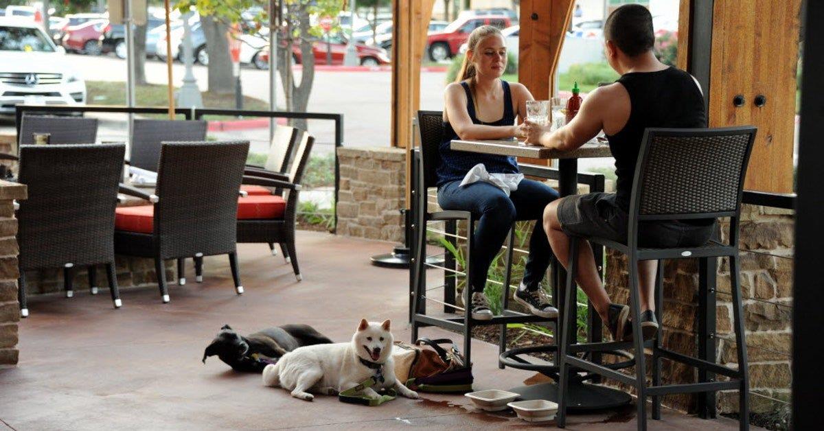 Animais já podem entrar em restaurantes