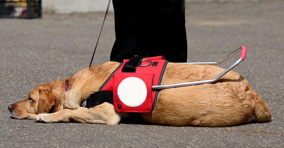 Associação portuguesa treina cães de assistência para doar a deficientes