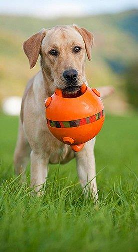Treinar o cão com a bola
