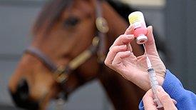 Vacinar cavalo