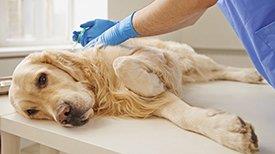 Veterinária, cão eutanásia