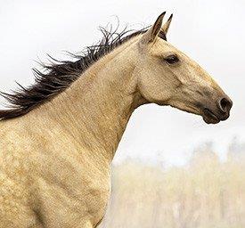 Cavalo Lusitano salto obstáculos 