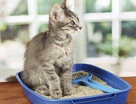 Gato na caixa de areia