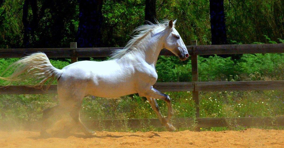 Cavalo Lusitano salto obstáculos 