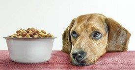 Rações sem cereais para cão