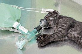 Gato anestesiado