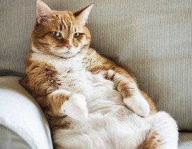 Gato obeso no sofã