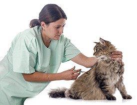 Veterinária a vacinar gato