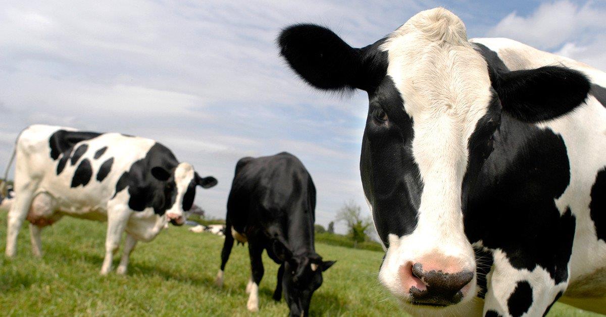 Há novas regras para a eutanásia e abate de bovinos nos Açores