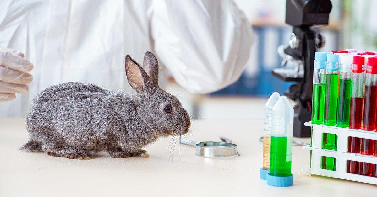 Sociedade de Ciências em Animais de Laboratório pede fiscalização no cumprimento das normas