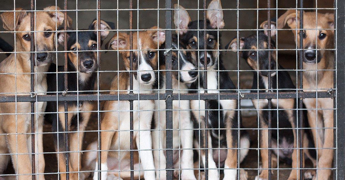 Veterinários britânicos avisam: importação de cães coloca saúde animal e humana em risco
