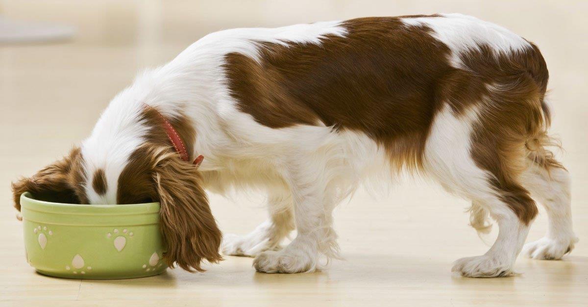 Alimentação mista beneficia saúde canina
