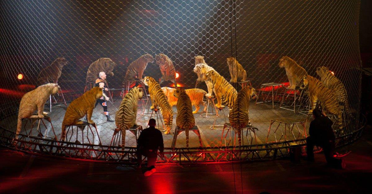 Aprovado fim do uso de animais selvagens no circo