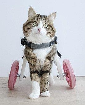Gato em cadeira de rodas