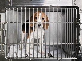 Beagle testes-clínicos