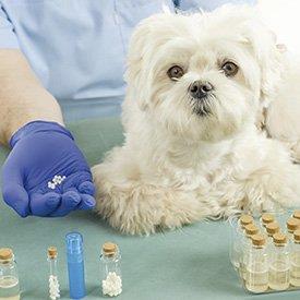 Cão homeopatia
