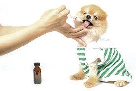 Cão medicado com gotas