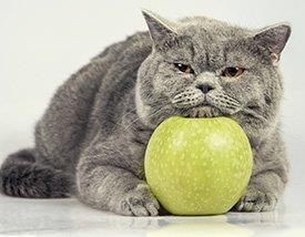 Gato obeso e maçã