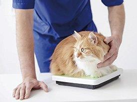veterinário pesa gato