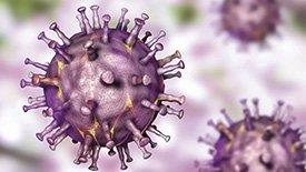 Vírus da peste suína africana