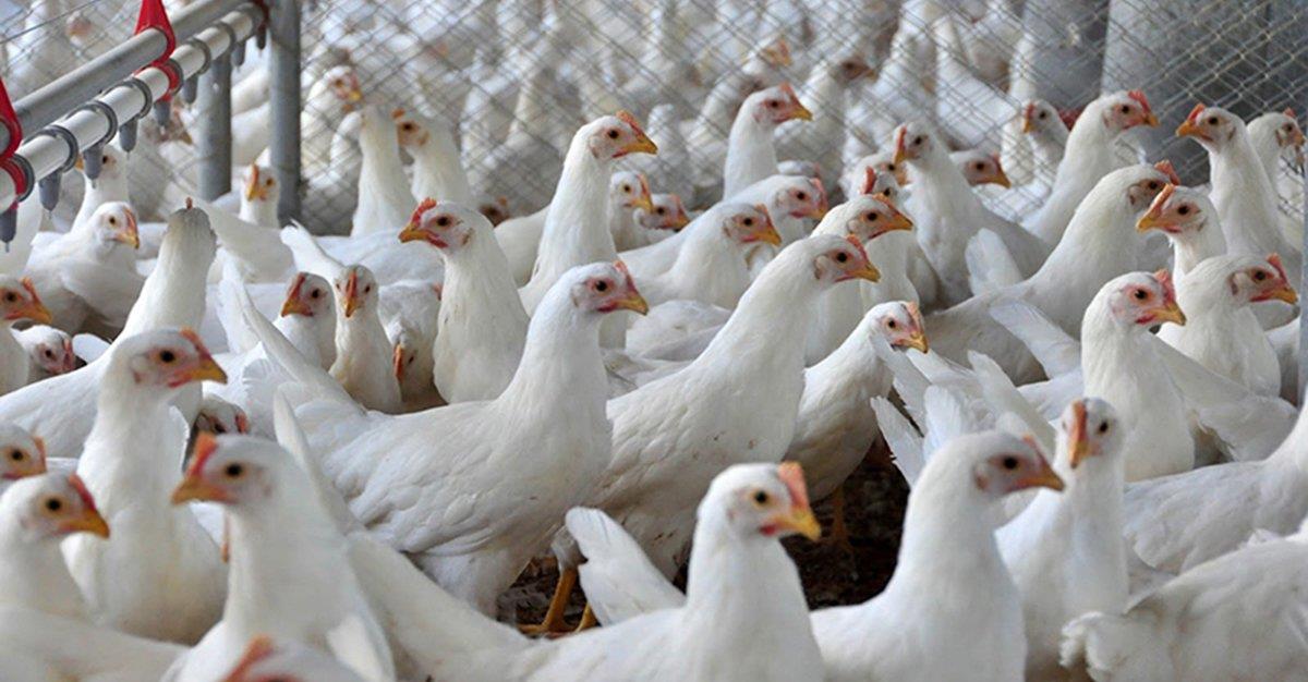 Criada Associação Portuguesa de Ciência Avícola para promover “conhecimento avícola”