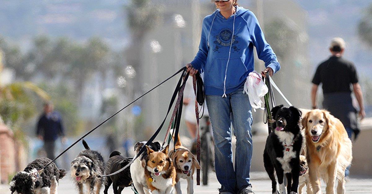 Dog walkers vão passar a ter guia de “boas práticas”