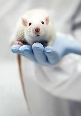 Cientista com ratinho na mão