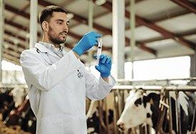 Veterinário vacina vacas