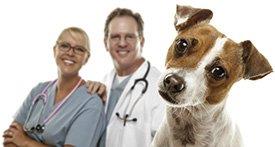 Veterinários e cão
