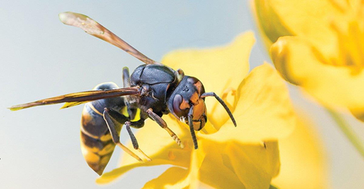 Governo disponibiliza um milhão de euros para combater vespa velutina