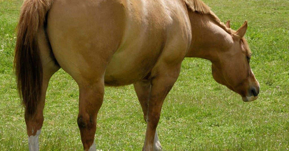 Basta meia hora de exercício ligeiro para reduzir peso de cavalos obesos