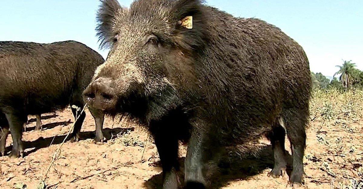 Descontrolo na população de javalis pode trazer peste suína africana para Portugal