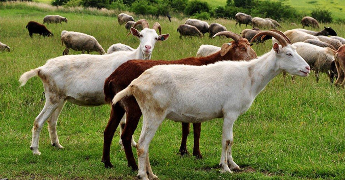 Investigadores estudam vegetação mediterrânica preferida por cabras