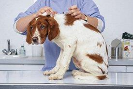 Vacinar cão