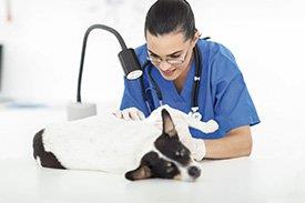 Veterinária observa pele do cão
